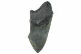 Partial Fossil Megalodon Tooth - Serrated Blade #261212-1